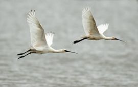 Platalea leucorodia, Lepelaar. Foto: Saxifraga-Piet Munsterman
http://www.freenatureimages.eu/