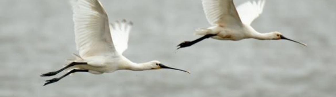 Platalea leucorodia, Lepelaar. Foto: Saxifraga-Piet Munsterman
http://www.freenatureimages.eu/