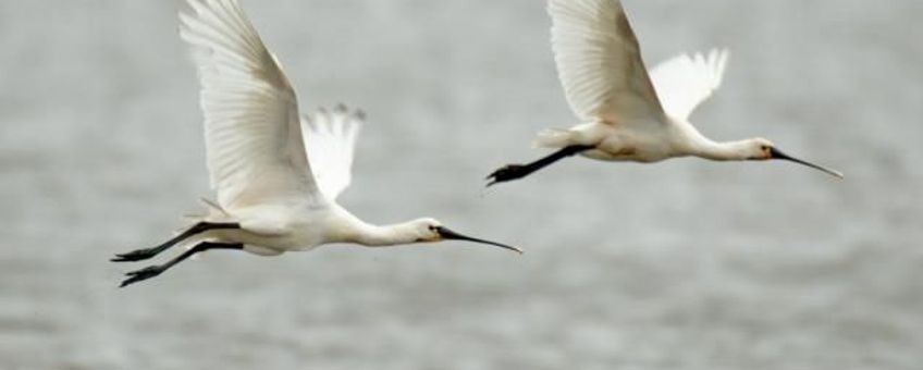 Platalea leucorodia, Lepelaar. Foto: Saxifraga-Piet Munsterman
http://www.freenatureimages.eu/