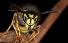 Saxifraga-Luc Hoogenstein Vespula vulgaris, Gewone wesp