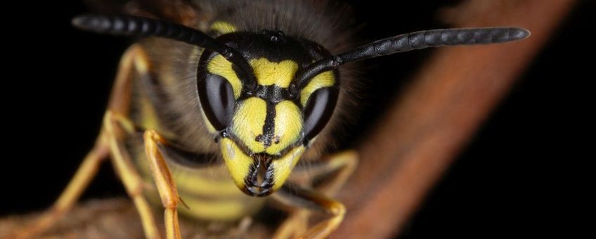 Vespula vulgaris, Gewone wesp