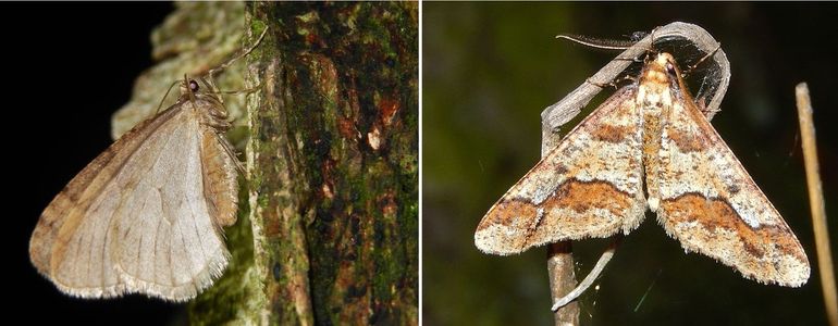Mannetjes van de kleine wintervlinder (links) en de grote wintervlinder (rechts)