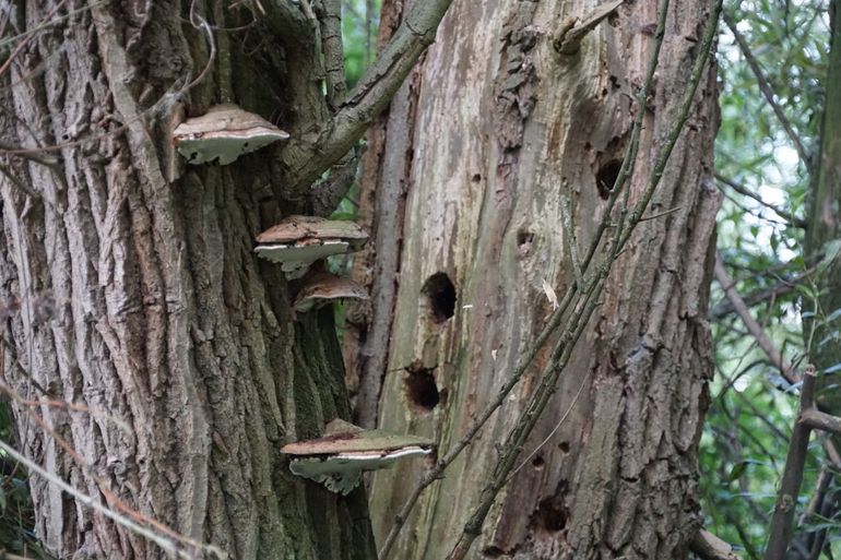 Ooibos is rijk aan paddenstoelen en holbewoners