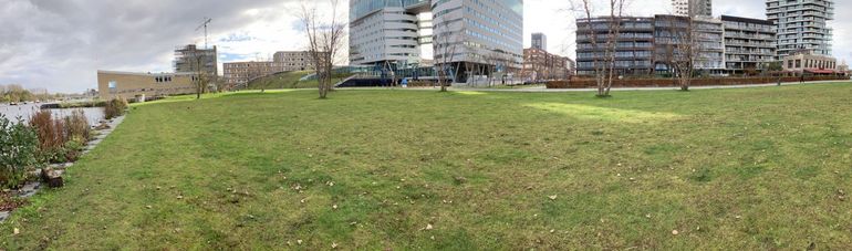 Stadspark Somerlust, het domein van recreanten én Geel cypergras