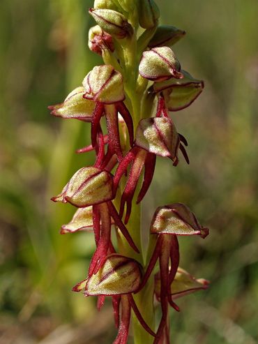 Poppenorchis