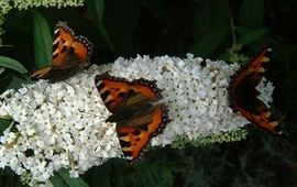 kleine vossen op buddleia