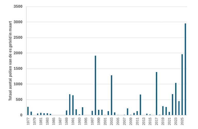 Totaal aantal pollen van de es, geteld in maart door het LUMC in de jaren 1977 tot en met 2026