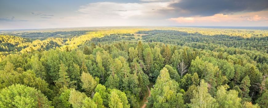 Nature Today minder bos in Nederland, trend aan het ombuigen