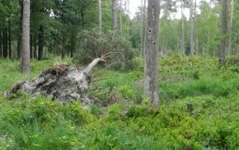 Weeterbos, vindplaats van Chrysis equestris