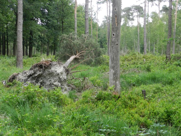 Weerterbos, vindplaats van de goudwesp Chrysis equestris