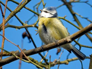 Als een pimpelmees broedt in een nestkast, is je tuin voor die soort een kraamkamer