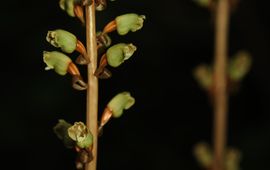 De bladloze orchidee Gastodia elata is volledig mycoheterotroof