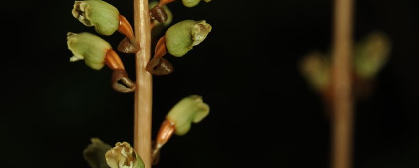 De bladloze orchidee Gastodia elata is volledig mycoheterotroof