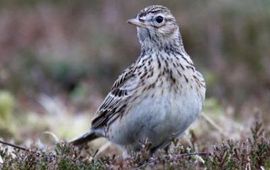 Mark Zekhuis Veldleeuwerik, Alauda arvensis