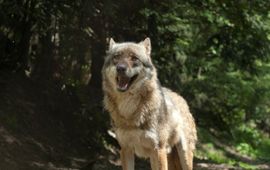 Dick Klees Observerende wolf