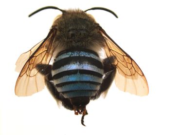 An Amegilla bee with a length of 12 millimeter