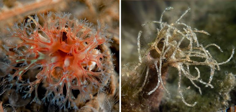 Links: uit de koker stekende kop met vertakte rode kieuwkrans van de Dakpankokerworm (Bron: Marco Faasse); rechts: filamenten aan het uiteinde van de koker van de Schelpkokerworm 