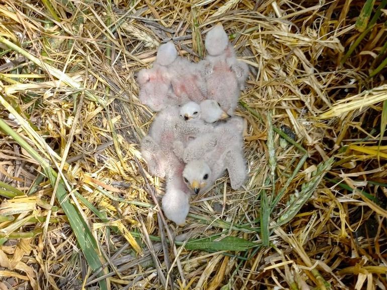 Nest grauwe kiekendief met maar liefst zes jongen.
