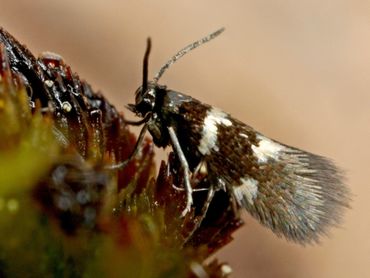 Antispilina ludwigi male, Saignelégier, Switzerland 