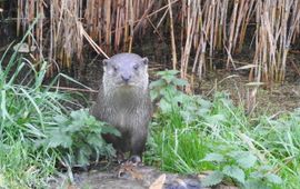 Otter kent geen grenzen meer