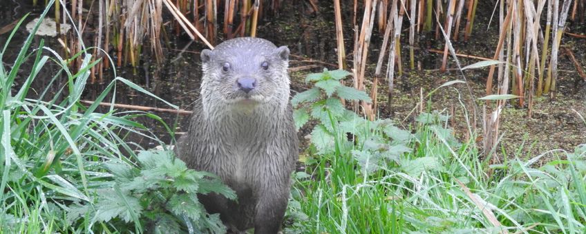 Otter kent geen grenzen meer