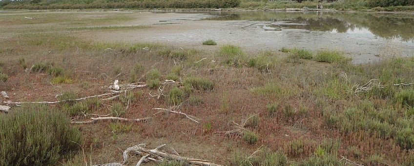 Een schor langs de Adriatische kust waar slijkgras voornamelijk is vervangen door zeekraal