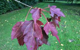 Bladverkleuring esdoorn Botanische Tuin Belmonte op 22 augustus 2017