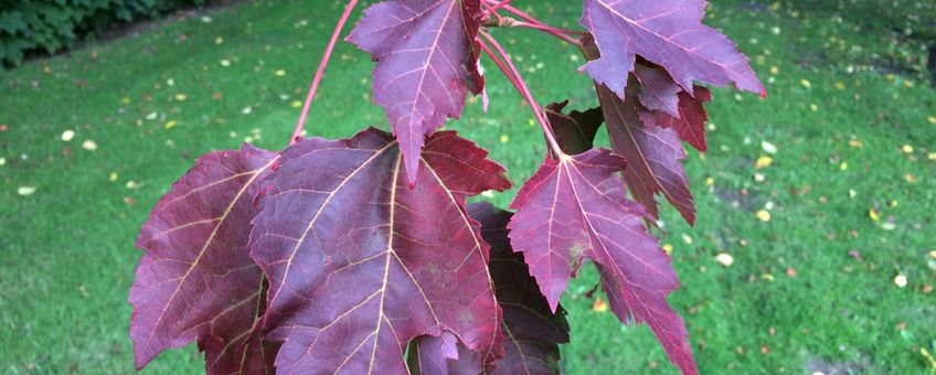 Bladverkleuring esdoorn Botanische Tuin Belmonte op 22 augustus 2017