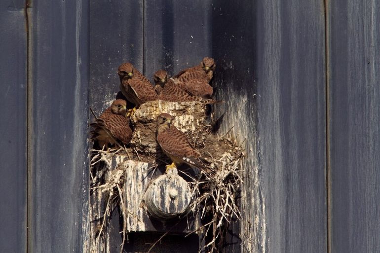 Jonge torenvalken op het nest