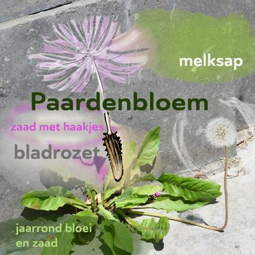 Paardenbloem