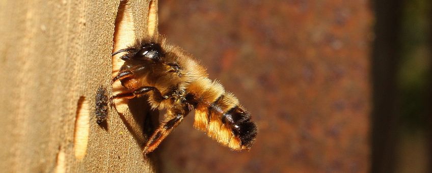 De rosse metselbij is in totaal 12.971 keer geteld, en staat daarmee op de tweede plek van meest gespotte bijen en zweefvliegen.