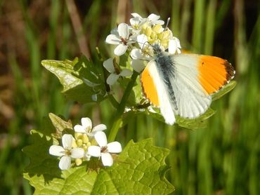 Oranjetipje, mannetje drinkend op look-zonder-look