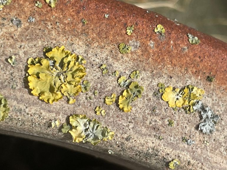 Groot dooiermos op de rand van een stenen bloempot