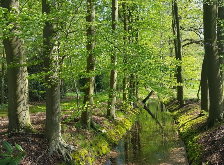 Water in het bos