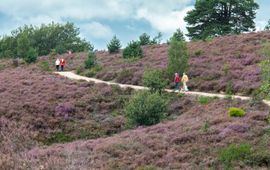 Wandelaars in Veluwezoom