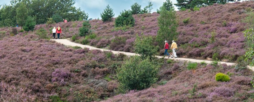 Wandelaars in Veluwezoom