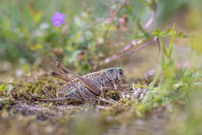 Wrattenbijter vrouw in kruidenakker