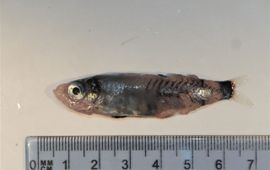 Bram Couperus Foto van de grote kleine vis, licht beschadigd. Relatief kleine individuen raken beschadigd tussen de grote hoeveelheden veel grotere vissen.