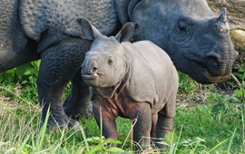 Neushoorn Ganga en haar kalf Peter