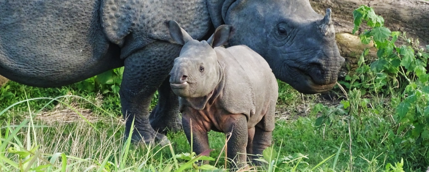 Neushoorn Ganga en haar kalf Peter