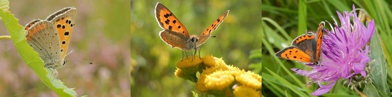 Kleine vuurvlinders