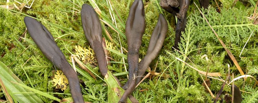 Kortsporige aardtongen genoeg te vinden op Fort bij Spijkerboor