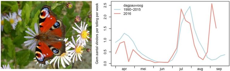 Trend van de dagpauwoog in de monitoringroutes. Blauw = gemiddelde van 1990 - 2015, rood = 2016.