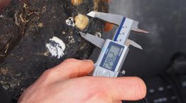 De overlevende oesters worden geteld en secuur opgemeten om hun groei vast te leggen.