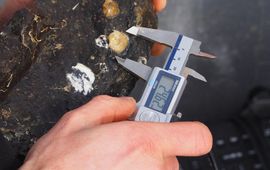 De overlevende oesters worden geteld en secuur opgemeten om hun groei vast te leggen.