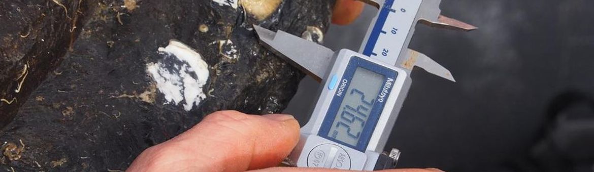 De overlevende oesters worden geteld en secuur opgemeten om hun groei vast te leggen.