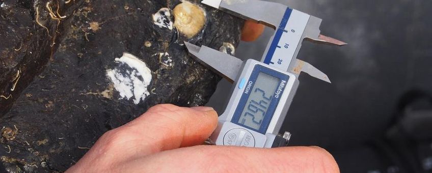 De overlevende oesters worden geteld en secuur opgemeten om hun groei vast te leggen.