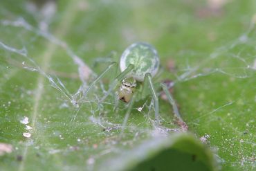 Het groen kaardertje leeft in veel tuinen, maar wie deze kleine en gecamoufleerde soort wil zien, moet goed blaadjes van struiken bestuderen