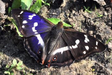 Grote weerschijnvlinder