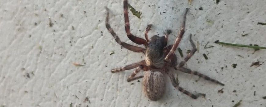 Nature Today | The Australian house spider settles